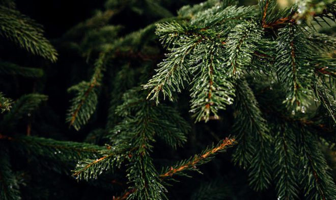 Οδηγίες για την αποκομιδή των  χριστουγεννιάτικων δέντρων στην Αγία Παρασκευή
