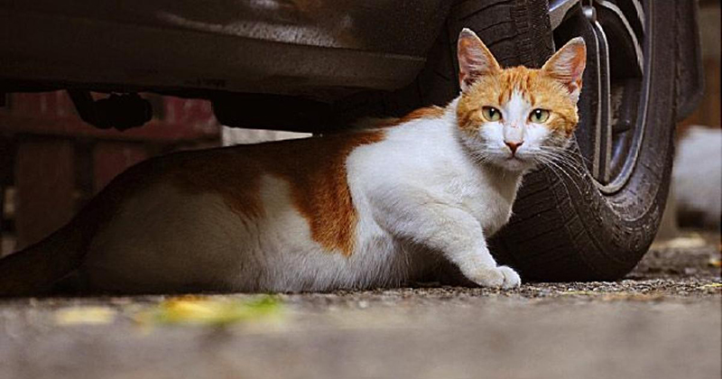 ΣΙΤΙΣΗ ΑΔΕΣΠΟΤΩΝ