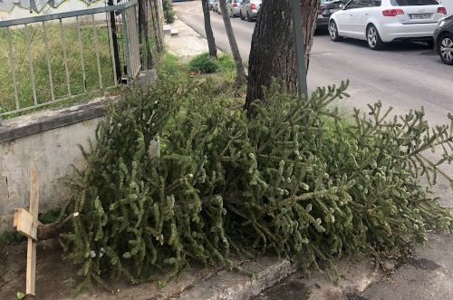 Περισυλλογή Χριστουγεννιάτικων δέντρων από τον Δήμο Αγίας Παρασκευής