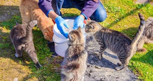 ΑΝΑΚΟΙΝΩΣΗ ΓΙΑ ΤΗ ΣΙΤΙΣΗ ΤΩΝ ΑΔΕΣΠΟΤΩΝ ΖΩΩΝ